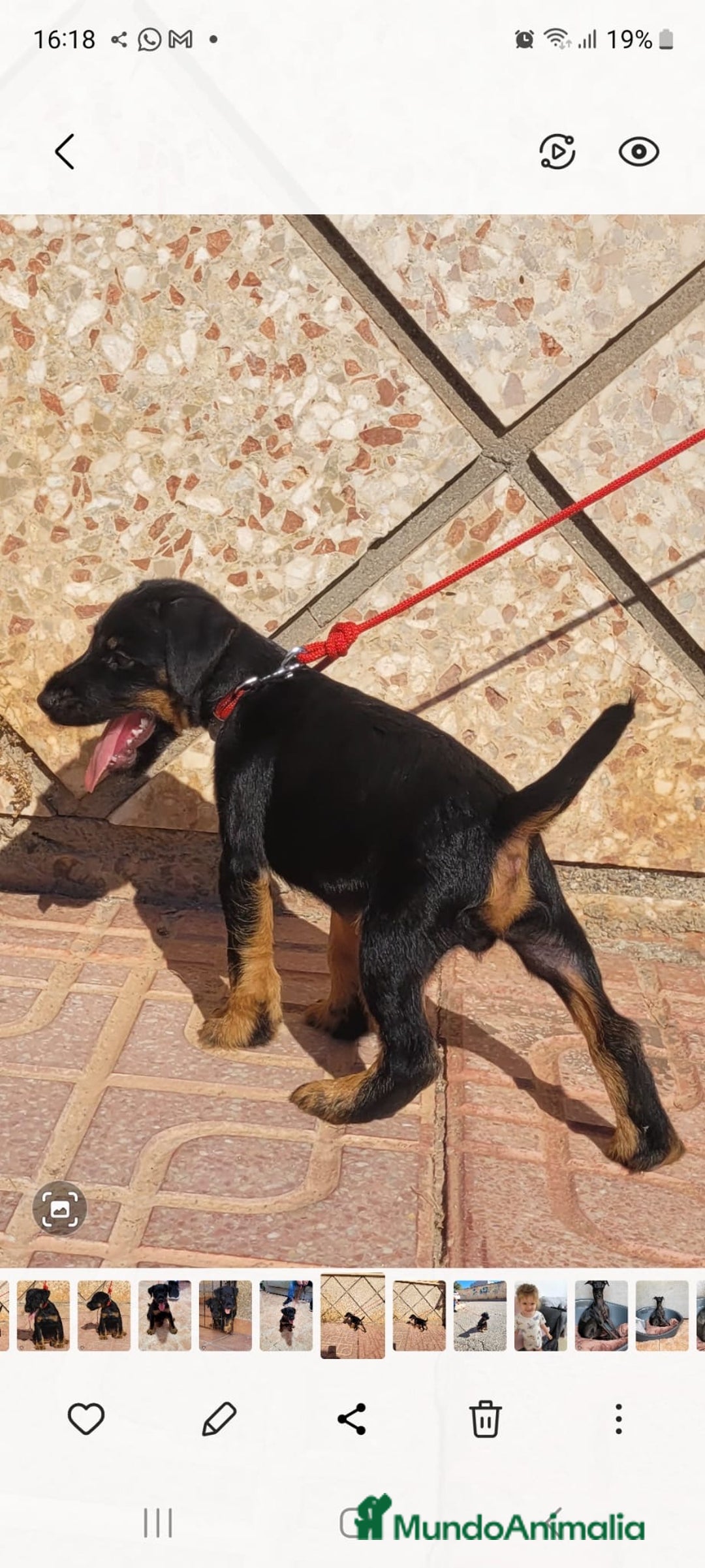 Terrier Alemán de Caza perros en venta: Disponible cachorros de Jagd terrier  - Imagen 4