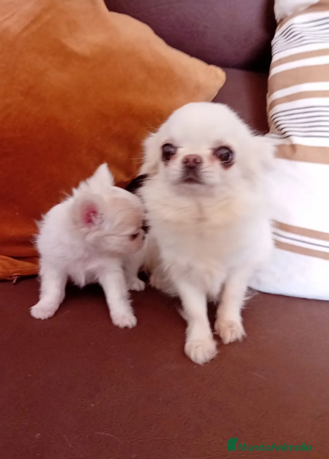 Chihuahua perros en venta: Chihushua mini  - Anuncio 5