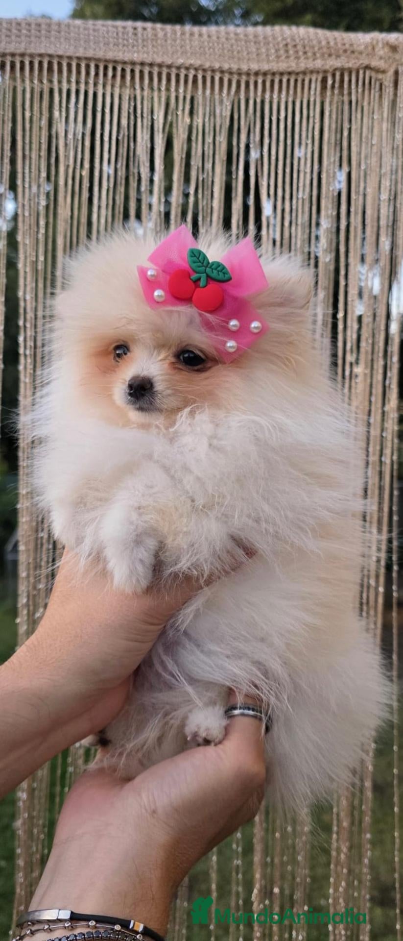Pomerania perros Hembrita pomerania  - Anuncio 1