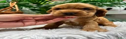 Cocker Spaniel Inglés perros en venta: COCKER HEMBRA  - Anuncio 10