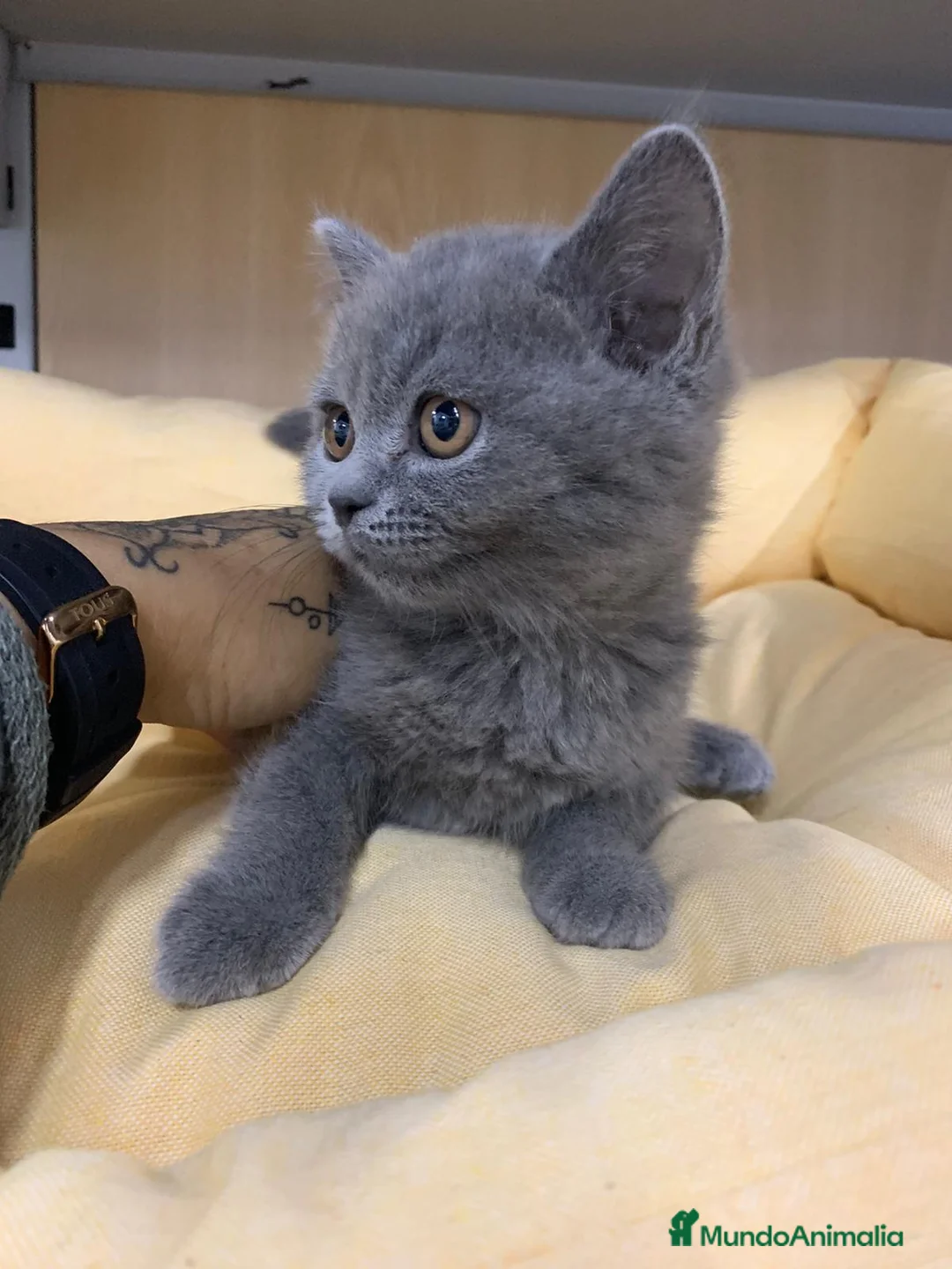 Británico de Pelo Corto gatos en venta: British shorthair  - Anuncio 5