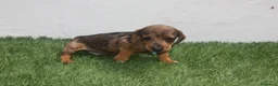 Teckel Miniatura perros en venta: Teckel Miniatura  - Anuncio 17