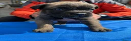 Cane Corso perros en venta: Cane corso  - Anuncio 7