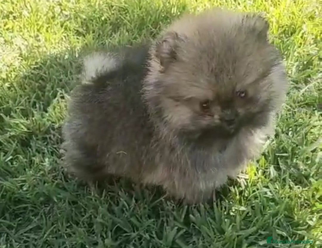 Pomerania perros POMERANIAS MINIATURAS  - Anuncio 1