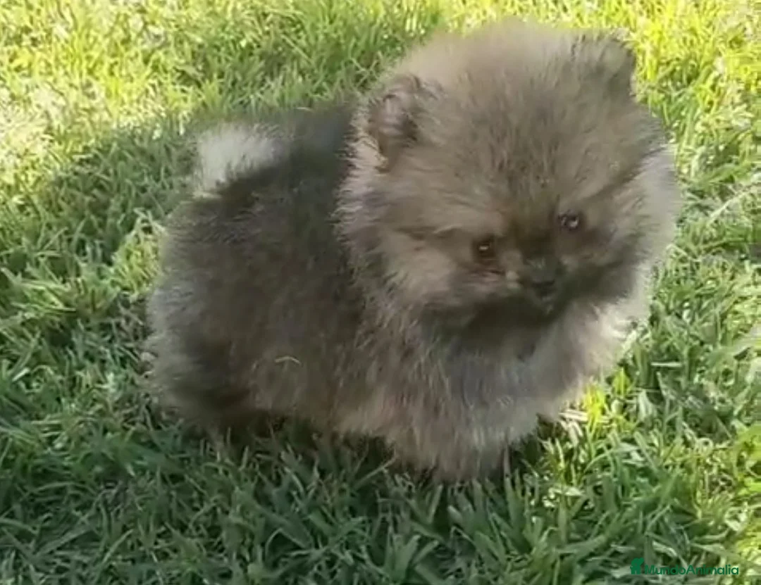 Pomerania perros en venta: POMERANIAS MINIATURAS  - Anuncio 1