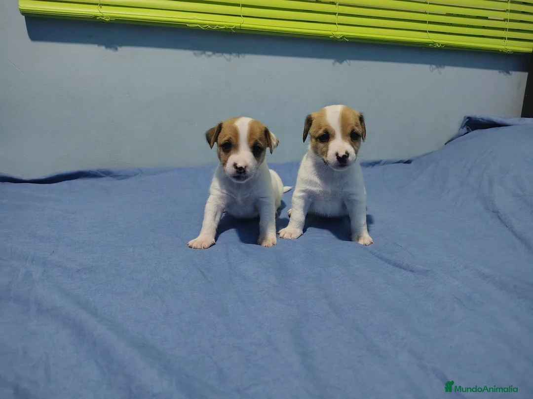 Jack Russell Terrier perros en venta: Pequeños jack russell disponibles ya - Anuncio 5