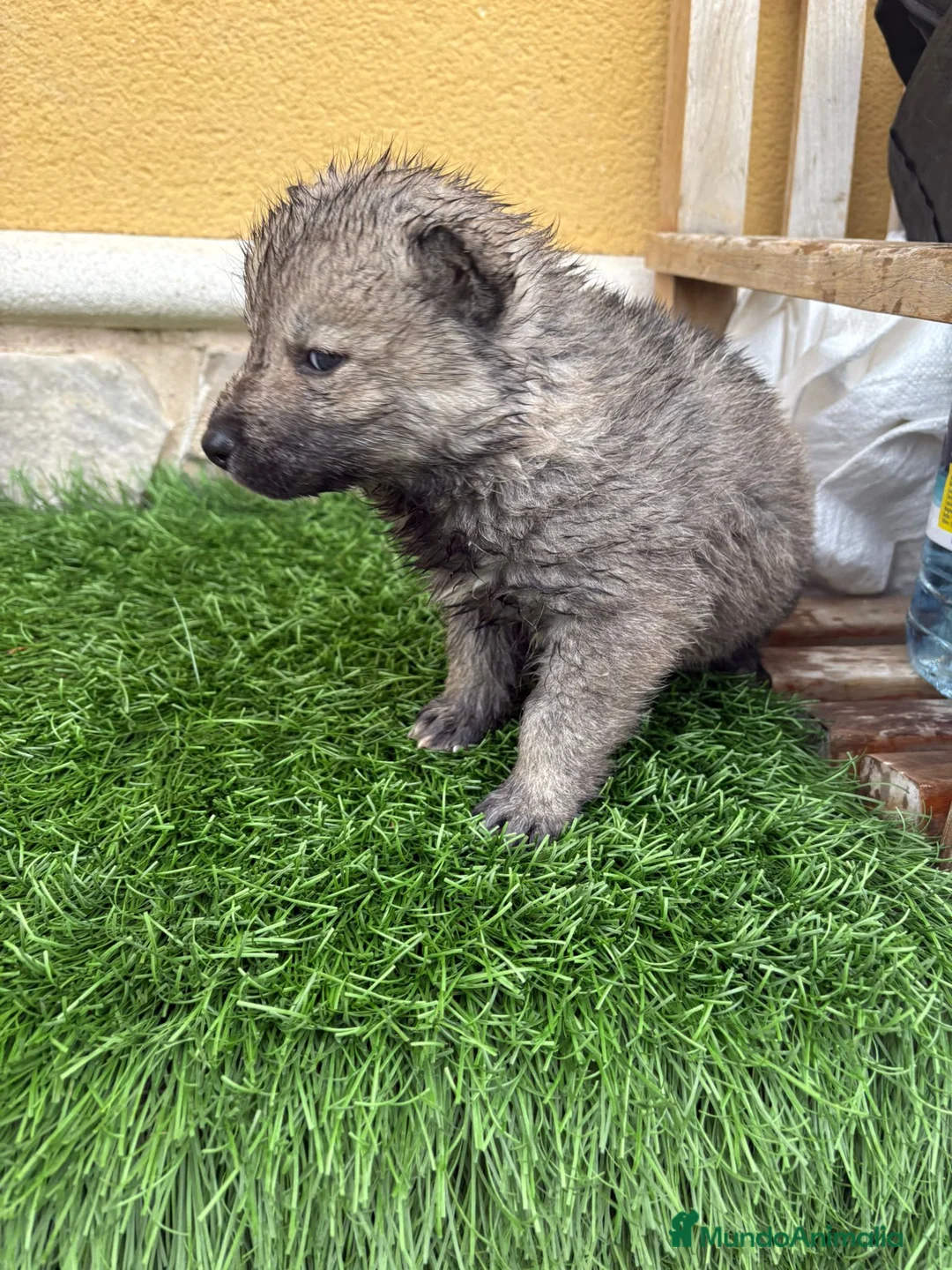 Husky Siberiano perros en venta: Husky siberiano Agouti macho - Anuncio 12
