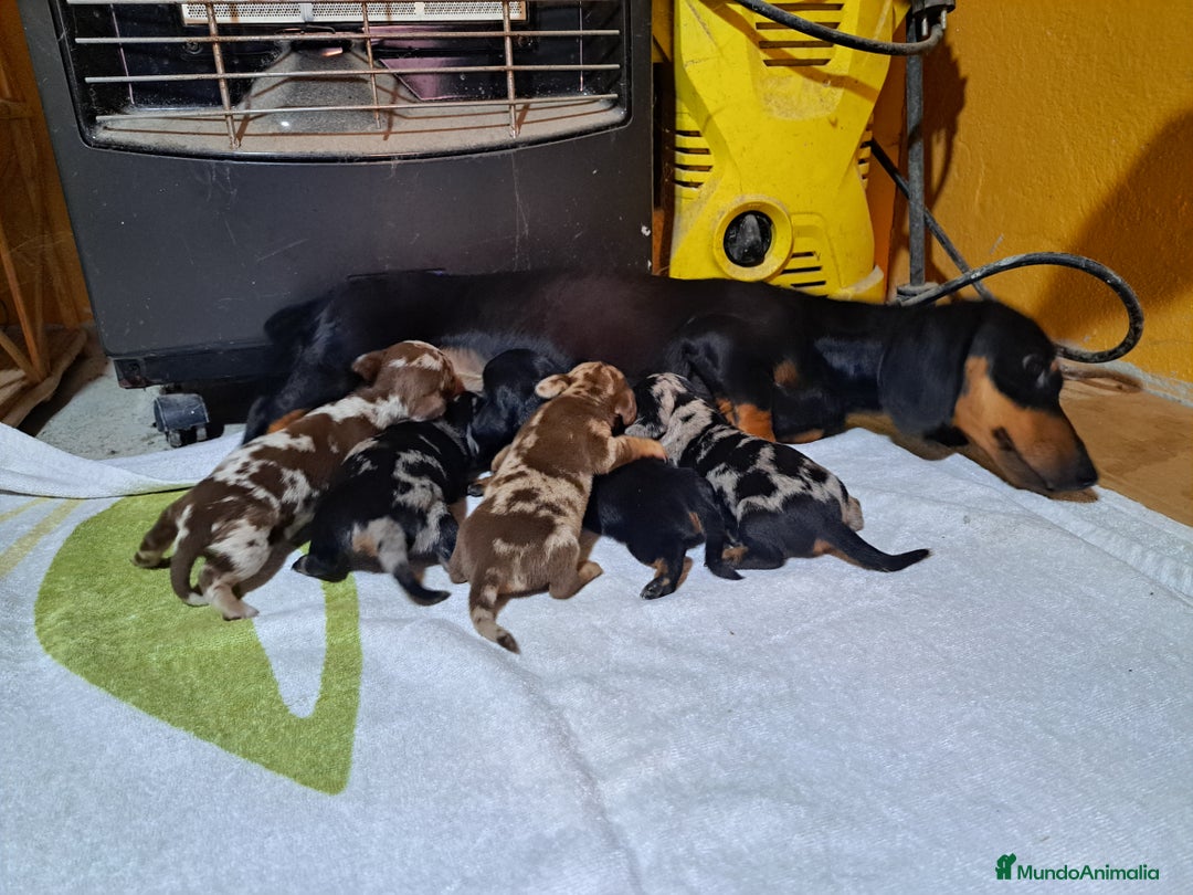 Teckel Miniatura perros en venta: Teckel miniatura  - Anuncio 2