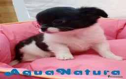Chihuahua perros en venta: Chihuahua Hembra de Pelo Largo 6583 - AQUANATURA en Barcelona - Imagen 6
