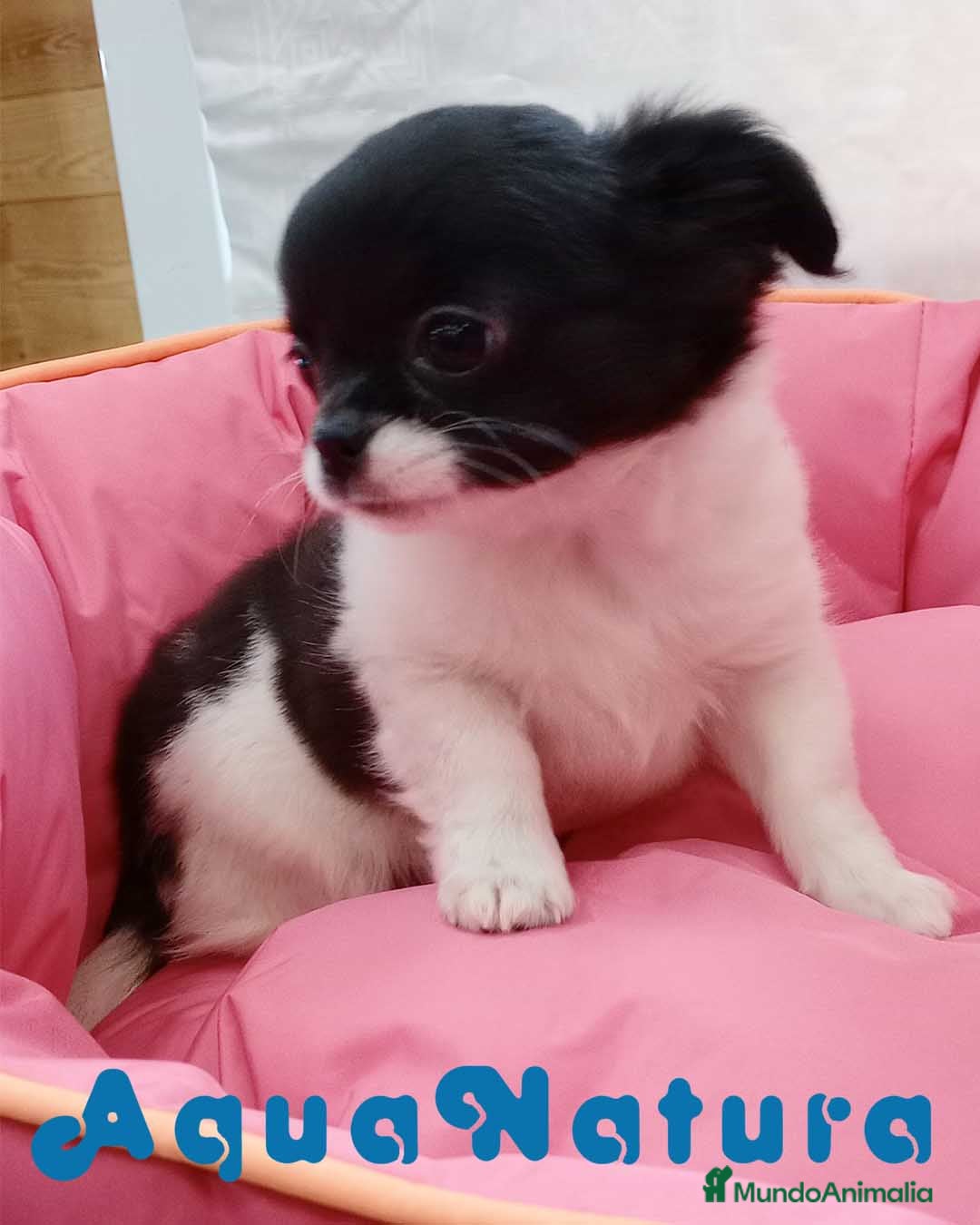 Chihuahua perros en venta: Chihuahua Hembra de Pelo Largo 6583 - AQUANATURA en Barcelona - Imagen 6