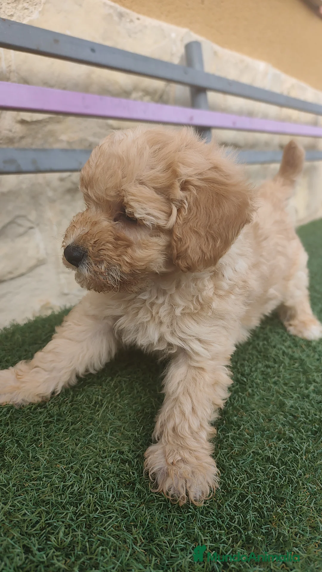 Caniche Toy perros en venta: Machos apricot 💛 - Anuncio 5