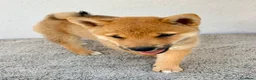 Shiba Inu perros en venta: Shiba Inu - Anuncio 22