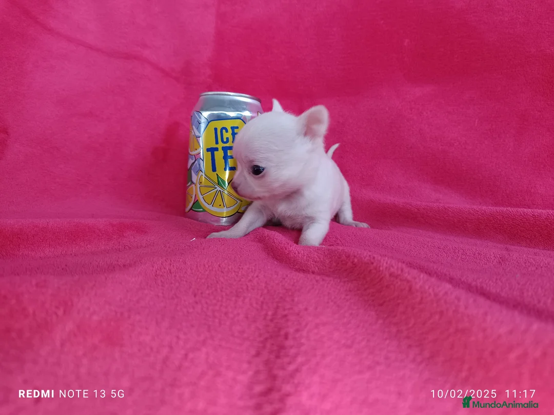 Chihuahua perros en venta: Chihuahua de bolsillo en Badajoz - Anuncio 3