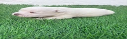 West Highland White Terrier perros en venta: West Highland White Terrier en Madrid - Anuncio 9