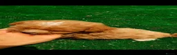 Caniche Toy perros en venta: Cachorros de caniche Toy Apricot - Anuncio 7