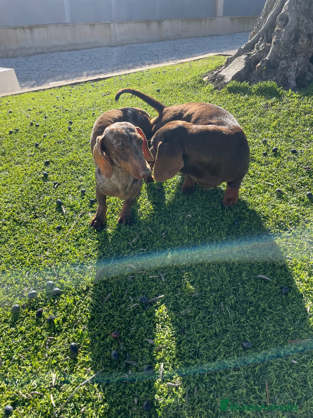 Teckel perros en venta: Cachorros de Teckel arlequín chocolate  - Anuncio 6
