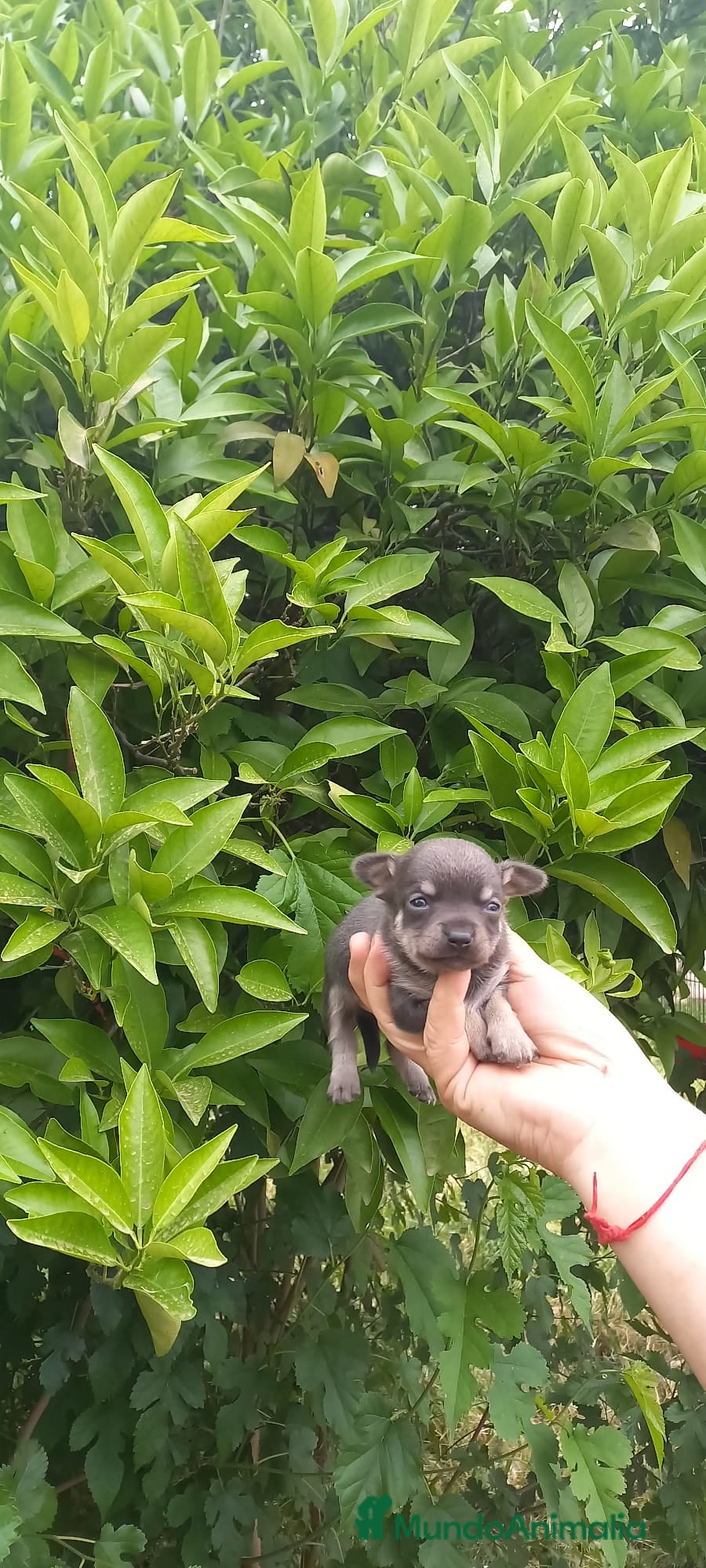 Chihuahua perros Pareja de chihuahua blue tang - Anuncio 1