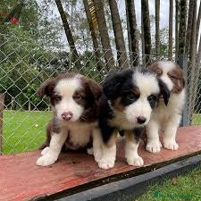 Border Collie perros BORDER COLLIE , RECOGIDA O ENVIO NACIONAL  - Anuncio 36
