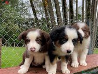 Border Collie perros BORDER COLLIE , RECOGIDA O ENVIO NACIONAL - Anuncio 1