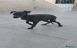 Pequeño Lebrel Italiano perros en venta: Pequeño lebrel Italiano macho  - Anuncio 6