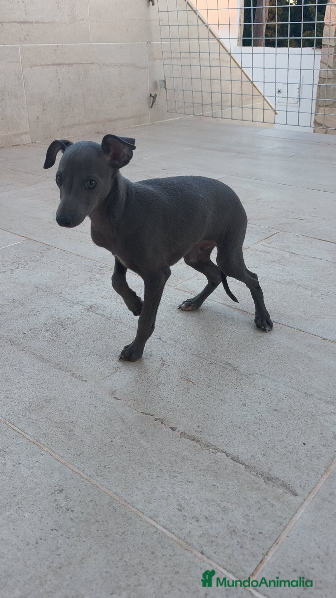 Pequeño Lebrel Italiano perros en venta: Pequeño lebrel Italiano macho  - Anuncio 6