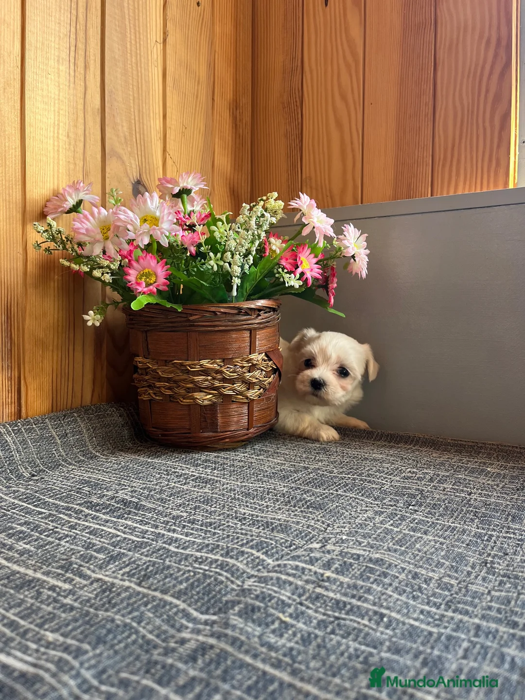 Bichón Maltés perros en venta: Cachorros Bichón Maltés Pedigree - Anuncio 5