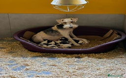 Fox Terrier de Pelo Duro perros en venta: Fox terrier - Anuncio 7