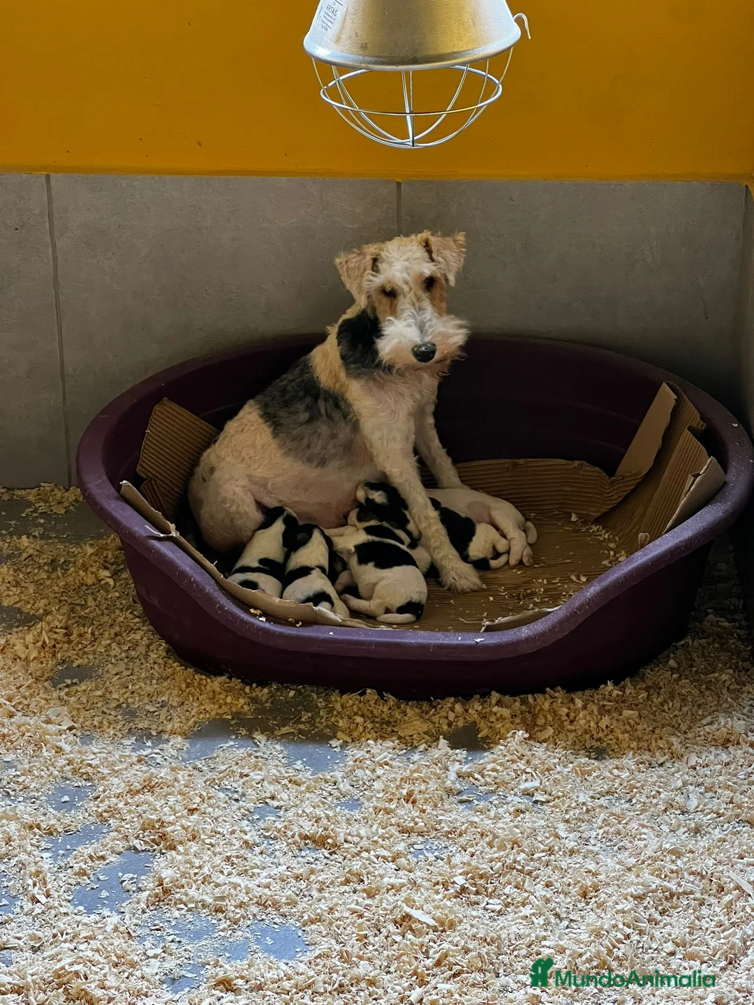 Fox Terrier de Pelo Duro perros en venta: Fox terrier - Anuncio 7