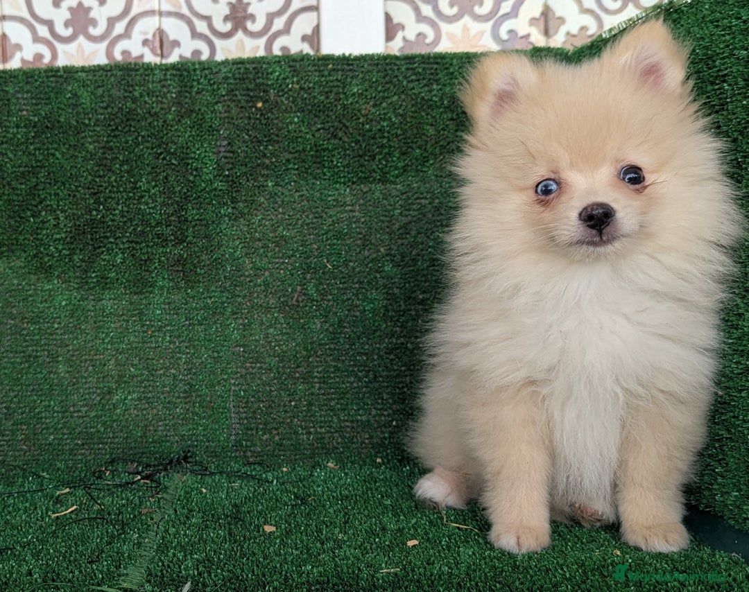 Pomerania perros en venta: Se vende pomeriania toy - Anuncio 1