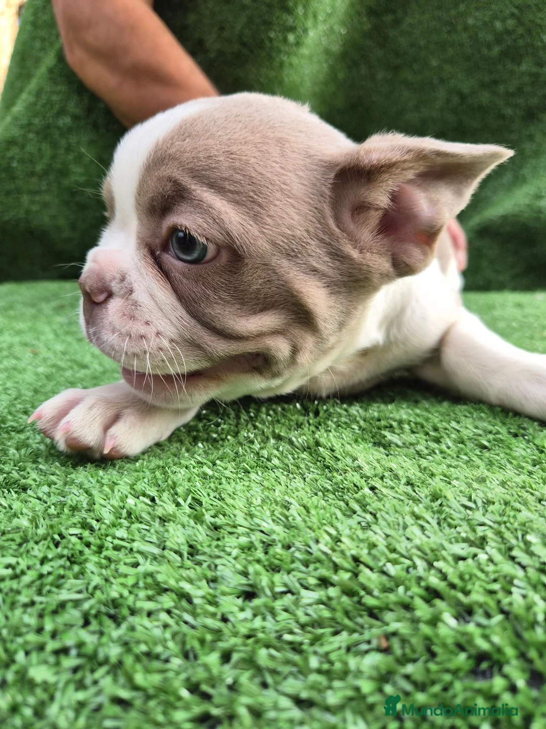 Bulldog Francés perros en venta: Machito  - Anuncio 2