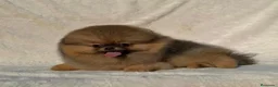 Pomerania perros en venta: Hembra Pomerania preciosa y chatita - Anuncio 3