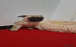 Otras razas perros en venta: Carlino Pug pura raza  - Imagen 2