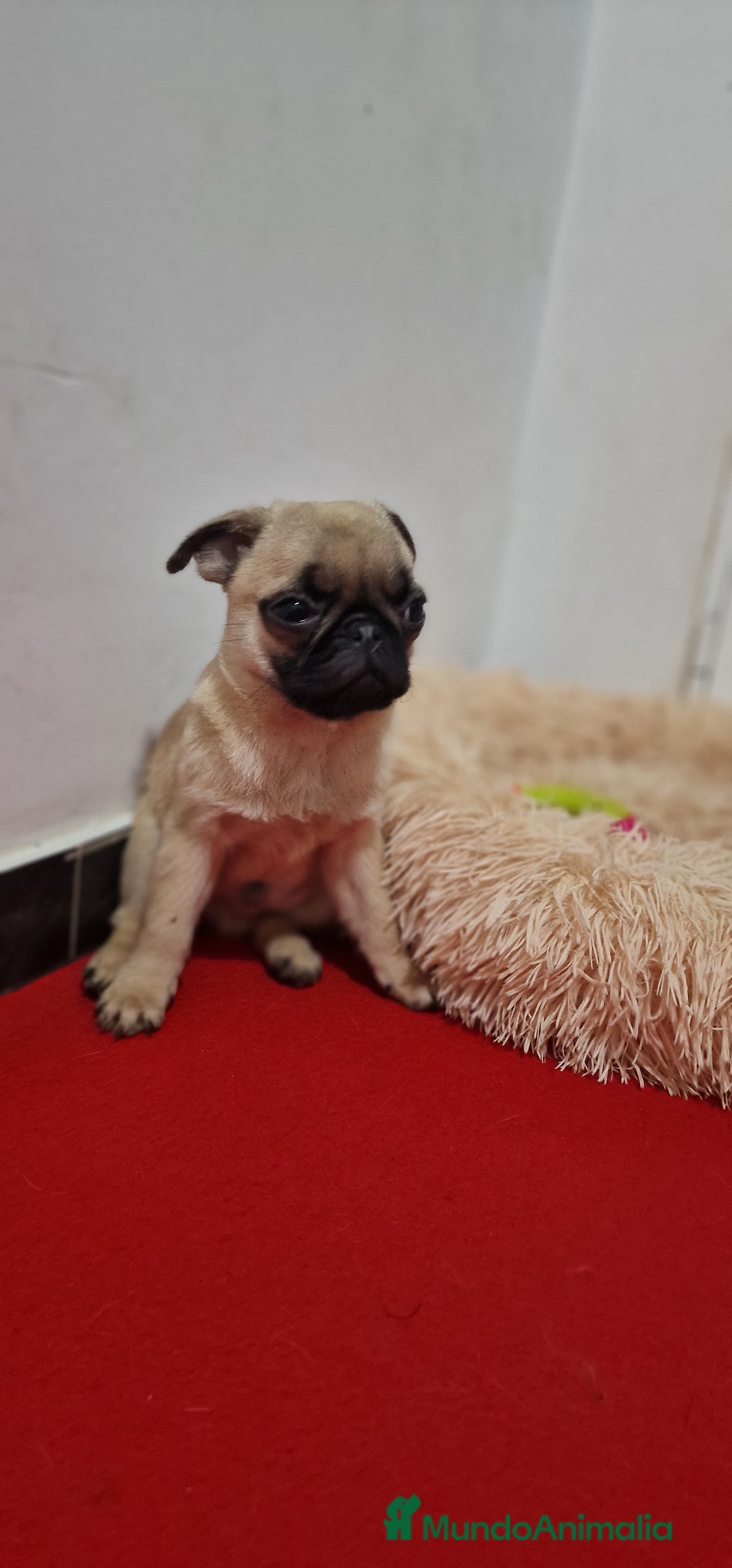 Otras razas perros en venta: Carlino Pug pura raza  - Imagen 2