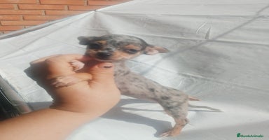 Chihuahua perros - Anuncio 14