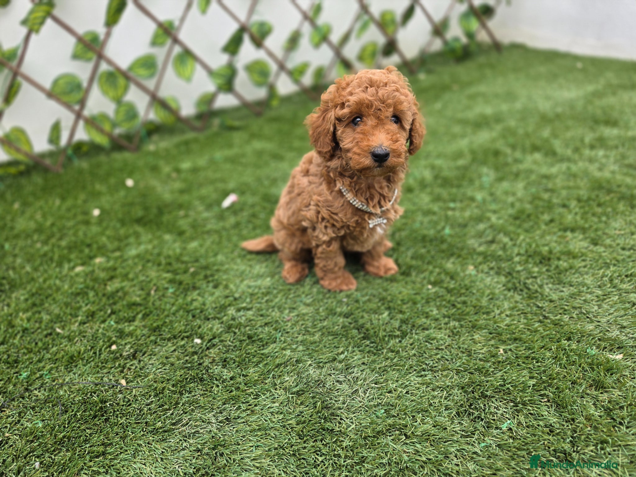 Caniche Toy perros CANICHE TOY - Anuncio 5