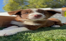 Border Collie perros en venta: BORDER COLLIE - Anuncio 18