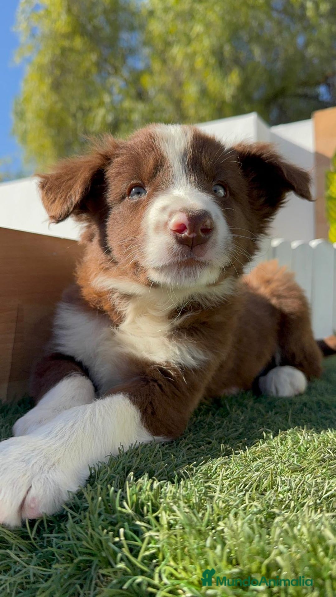 Border Collie perros en venta: BORDER COLLIE - Anuncio 18