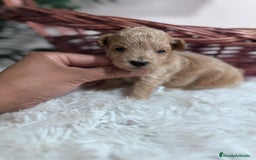 Maltipoo perros en venta: MALTIPOO HEMBRA - Imagen 6