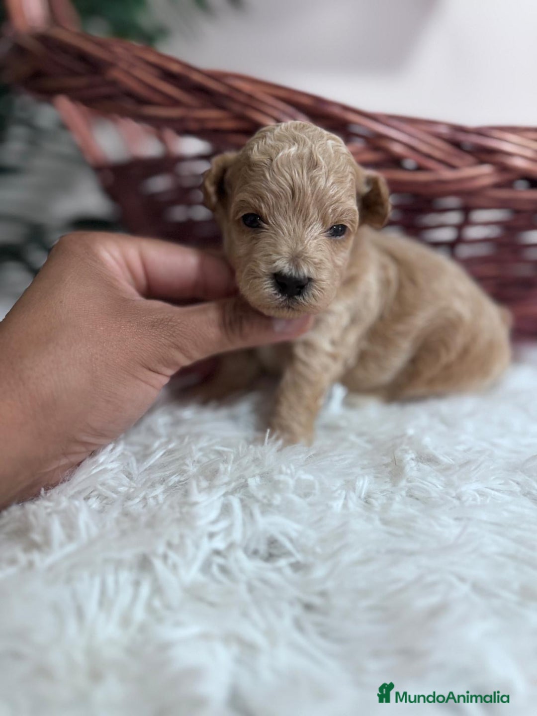 Maltipoo perros en venta: MALTIPOO HEMBRA - Imagen 6