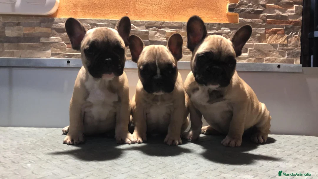 Bulldog Francés perros en venta: Bulldog frances  - Anuncio 1