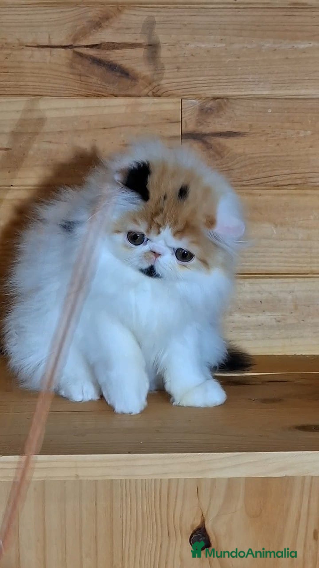 Persa gatos en venta: Preciosa Gata persa - Anuncio 7