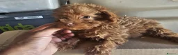 Caniche Toy perros en venta: Caniche rojo toy - Anuncio 2