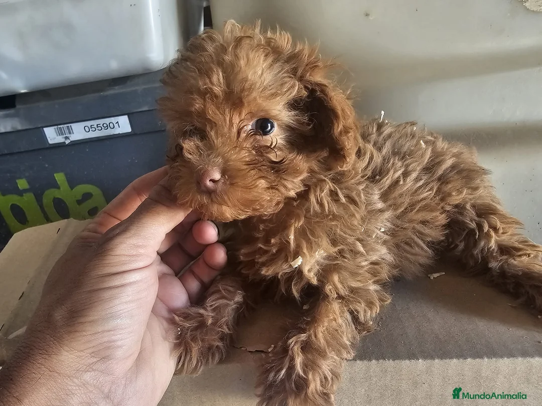 Caniche Toy perros en venta: Caniche rojo toy - Anuncio 2
