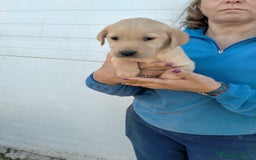 Labrador Retriever perros en venta: Cachorritos de labrador - Anuncio 1