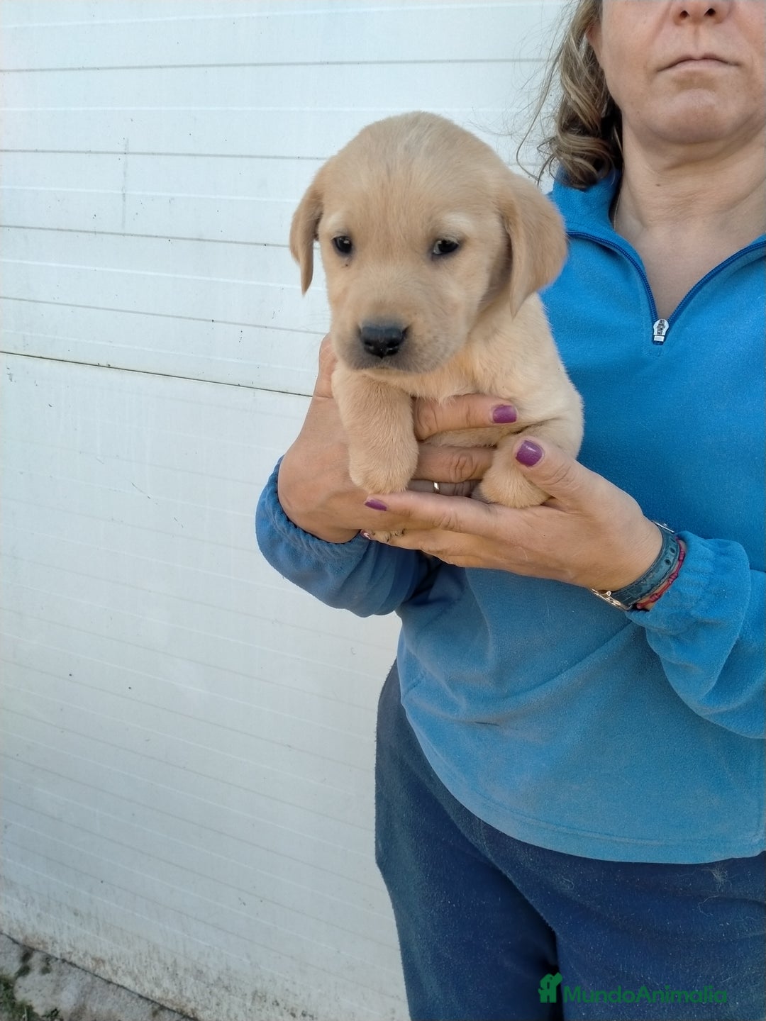 Labrador Retriever perros en venta: Cachorritos de labrador - Anuncio 1
