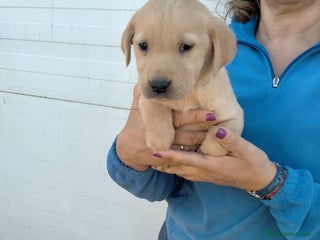 Labrador Retriever perros Cachorritos de labrador - Anuncio 2