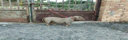 American Bully perros en venta: Disponible american bully Poket con ABKC - Anuncio 2