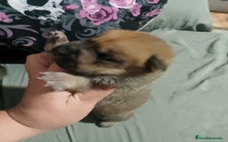 Raza Mixta perros en venta: Cachorros de sharpei con husky Siberiano  - Imagen 5