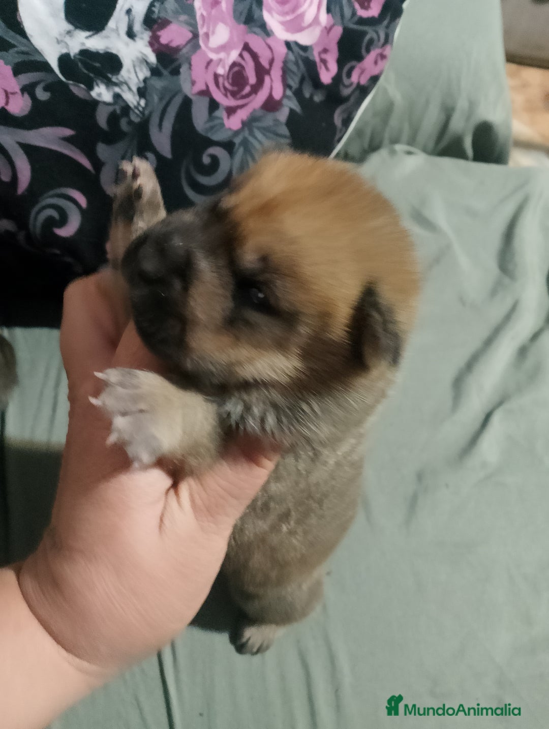 Raza Mixta perros en venta: Cachorros de sharpei con husky Siberiano  - Imagen 5