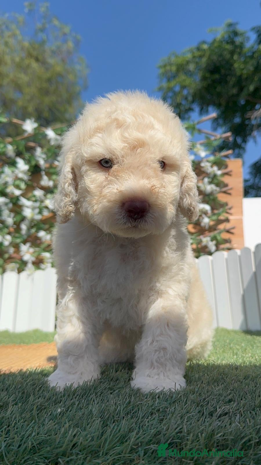Perro de Agua Español perros en venta: PERRO DE AGUA ESPAÑOL - Anuncio 15